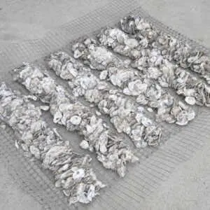 Quilted Oyster Doonas Adding Versatility To Shellfish Restoration